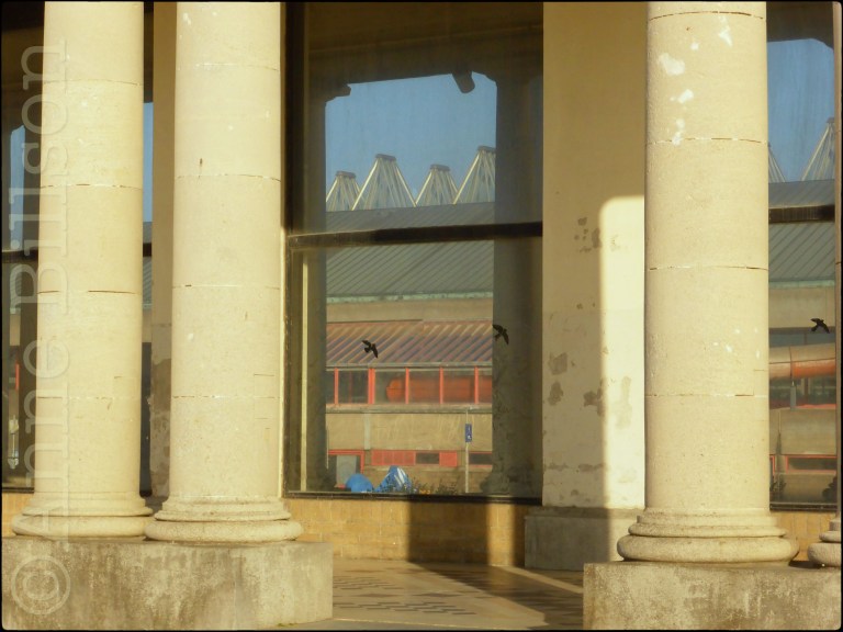 Vogels: Koning Boudewijnpromenade, Oostende.