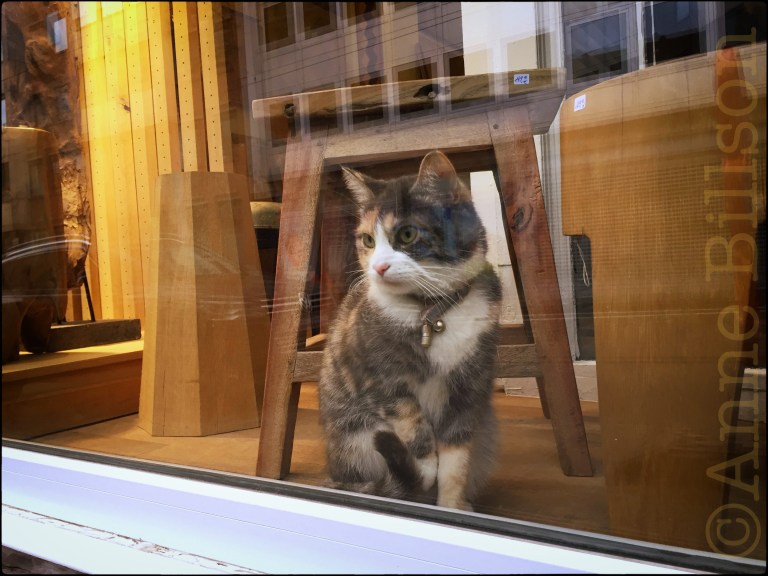 Poesje in het venster: Charleroise Steenweg, Sint-Gillis.