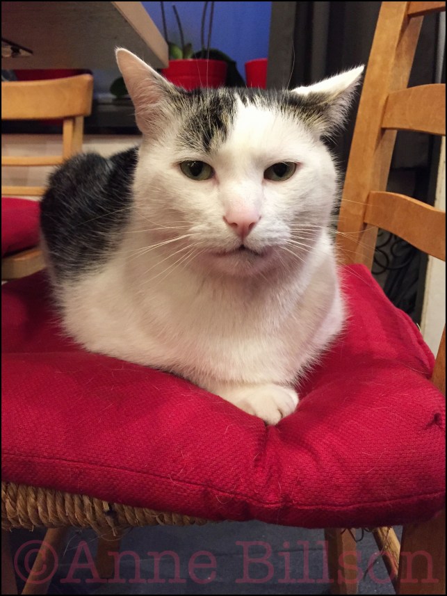 Hallo poesje!: La Chouffe (8%), Victoria, Lensstraat 2, Elsene.