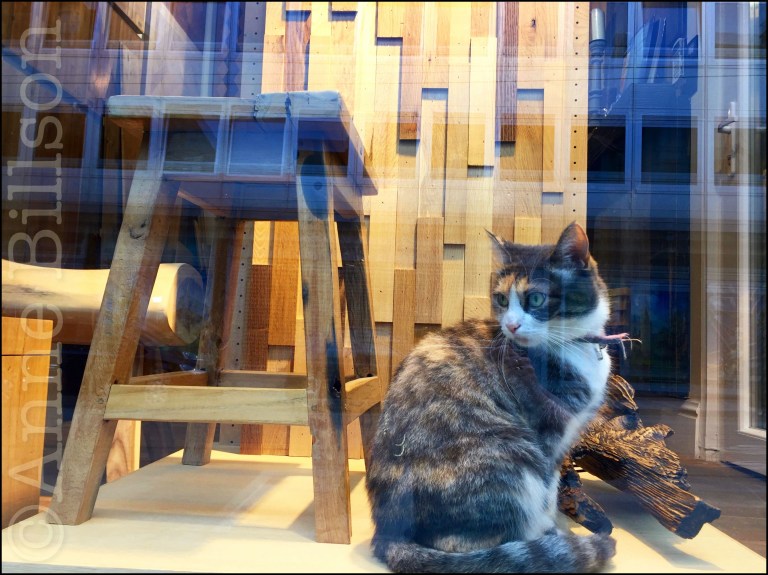 Poesje in venster: Charleroise Steenweg, Sint-Gillis.