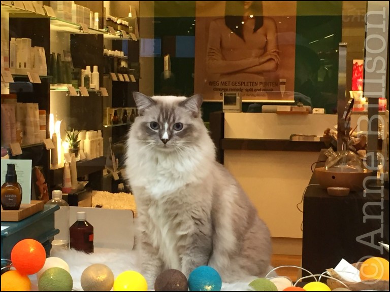 Weg met gespleten punten: Mageleinstraat, Gent.