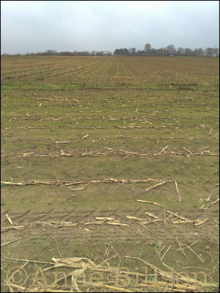 Stoppel: Lessen, Hene gouwen.