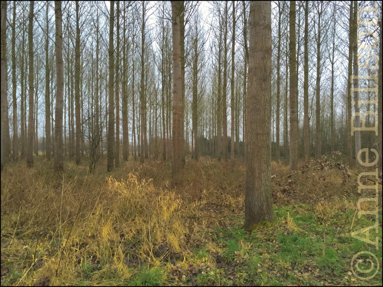 Het bosje: Lessen, Henegouwen.